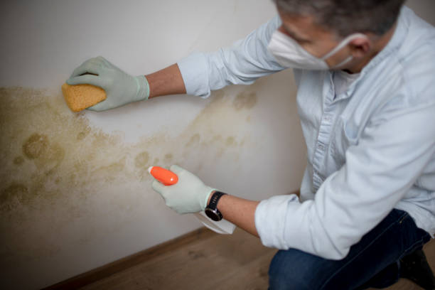 Mold Removal Process in Pace, FL