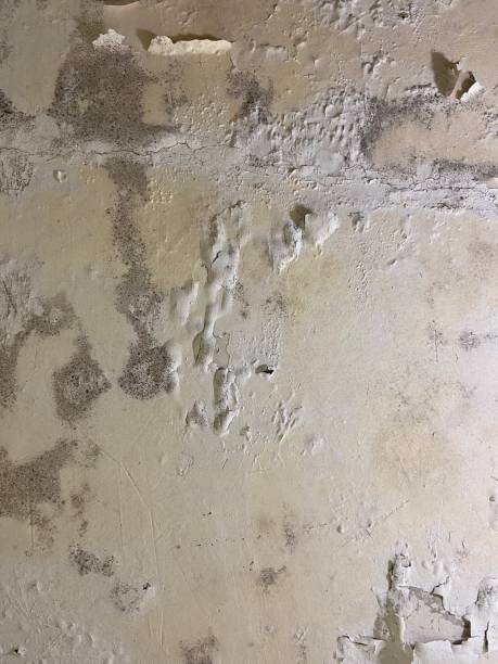 Best Black Mold Removal  in Pace, FL